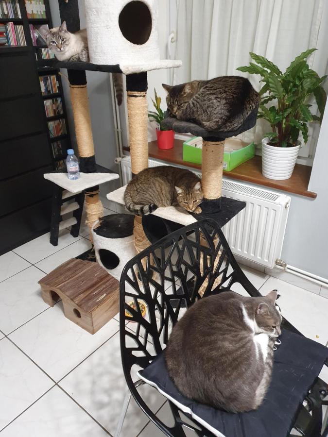 Duplex Swimming Cats Hotell Saint-Hilaire-sur-Helpe Eksteriør bilde