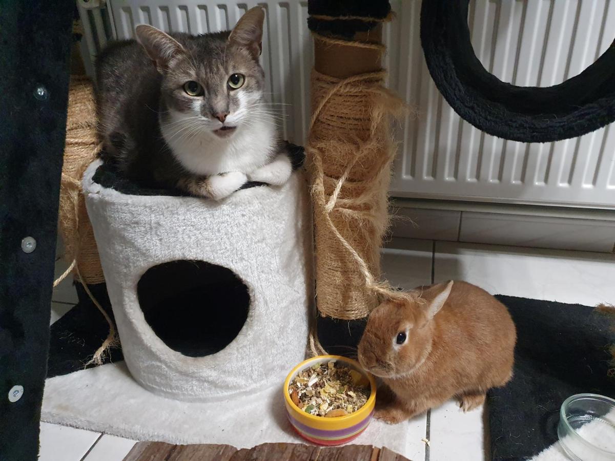 Duplex Swimming Cats Hotell Saint-Hilaire-sur-Helpe Eksteriør bilde